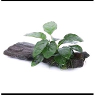 (Live Underwater Plant) Anubias Barteri Nana on Wood