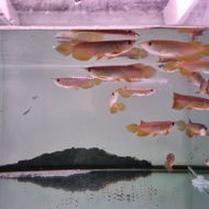Best 🐠 ikan arwana Golden Red