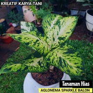 Tanaman hias aglonema sparkle -Aglonema sparkel - Aglonema Blanceng