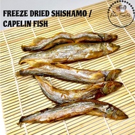 [LIMITED] Freeze Dried Shishamo fish snack for dogs and cats healthy snack for dogs and cats