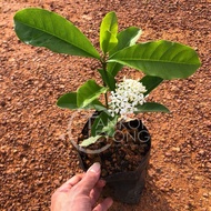 Malaysia Stock Ixora Chinensis/Red/Orange/Yellow/White (Polybag 8x9) 龙船花/英丹/仙丹花 (Polybag 8x9)
