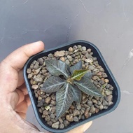 euphorbia francoisii x tulearensis glossy
