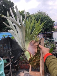 Akki 鹿角蕨 塊根 植木鉢 RLF