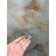 Fish trap 6cm