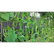 3pcs seeds Kacang Parang mini pokok memanjat buah lebat
