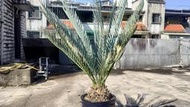 霸王蘇鐵Encephalartos dyerianus(受華盛頓公約保護的稀有品種，僅此一株!!)