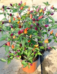 BERBUAH Bibit Cabe Pelangi Sudah Jadi Bonsai Termurah