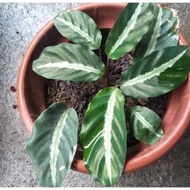 ✲๑Calathea Urdunata Live Plants for Indoor/Outdoor