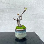 小品盆栽-鳥梨