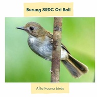 Burung SRDC ori Bali