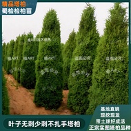 [Not How to Tie Hands] Tartar Cypress Saplings Authentic Shu Cypress Cypress Cypress Pagoda Cypress 