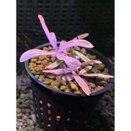 aquarium Fish Shrimp Plant Moss Betta: Hydrophila sp chai