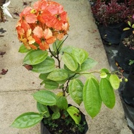 🌱Bauhinia Pokok Hidup Live plant Hiasan Garden Outdoor Tahan Panas