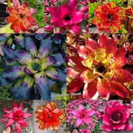 POS DALAM MASA 3 HARI / Bromeliad / Live plant / Bunga nenas viral / Bromeliad Gardening / Gha Garde