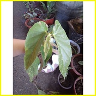 【hot sale】 Begonia Maculata plants