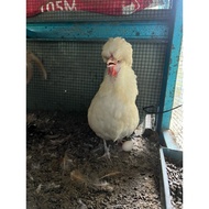 Telur berbenih Ayam Poland