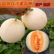 High-Produced White Salad Extra Large Honey Thin Seed Spring Super Sweet Melon White Skin Sweet Seed