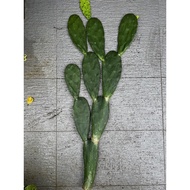 Cactus Opuntia for decoration 3ft 🌵