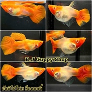 GUPPY ALBINO RED KOI TUXEDO ( TOP QUALITY)