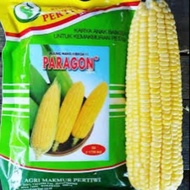 Benih bibit Jagung manis PARAGON F1 250gr buah besar manis dan tahan penyimpananbenih per