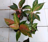 Tanaman Aglaonema Paket 4 tanaman aglonema Bigroy - butterfly - Lipsti