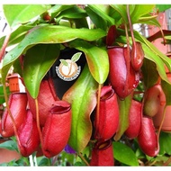 Pitcher Plant Nepenthes "Blood Mary"t 猪笼草 STAGHORN FERN/TANDUK RUSA /Live EXOTIC Plant / Pokok Periu