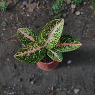 aglaonema angelina/aglaonema