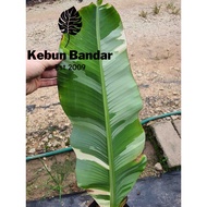 Variegated Banana (Musa Florida or AeAe)