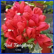 ∱ ➥ ✗ SALE!!! ROOTED RARE BOUGAINVILLEA