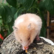 hamster syrian yellow satin