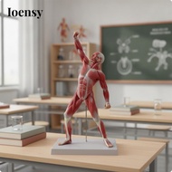 [Ioensy] Human Muscle Anatomy Model Medical-Grade Muscle Anatomy Model with Base Human Muscular Figu