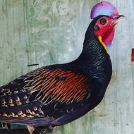 Ayam Hutan Hijau Jantan Indukan