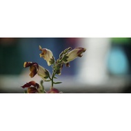 Omeneo A7S2 Primers 3D LUTs (Win/Mac) [download]