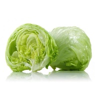 Iceberg Lettuce / Salad Bulat (500g)