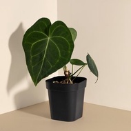 圓葉花燭