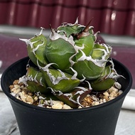 龍舌蘭 嚴龍 魔丸