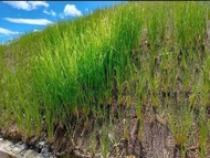 200slips Vetiver Grass ( Chrysopogon zizanioides ) Slips For Slope Protection Soil Erosion