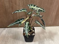 Alocasia Bambino Arrow Variegated 小仙女海芋錦