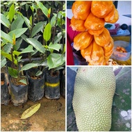 benih pokok cempedak king hybrid