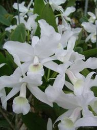 C.skinneri var. semi-alba ' Orchidglade ' AM/AOS 白色系有微香的授獎銘花