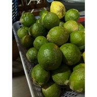 Limau Nipis 1kg Kebun