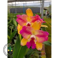 PROMO!!ANGGREK DENDROBIUM DEWASA / BUNGA ANGGREK DENDROBIUM DEWASA