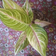 TANAMAN HIAS AGLAONEMA GOLDEN SIAM - AGLONEMA LEGACI HIJAU MOONLIGHT