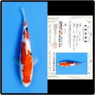 ikan koi import sanke Sakai koi farm [GT15]