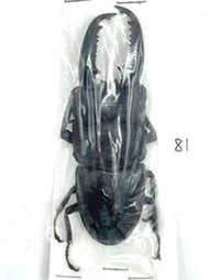 Dorcus titanus palawanicus.巴拉望巨扁鍬形蟲81mm