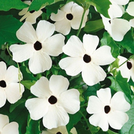 Biji Bunga Thunbergia Alata