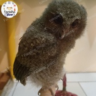Burung Hantu Anakan Jinak Total