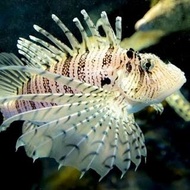 ikan hias air laut - lion fish