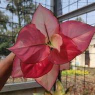 bibit tanaman hias aglonema pink Katrina daun1-3