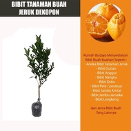 Bibit Tanaman Buah Bibit Jeruk Dekopon